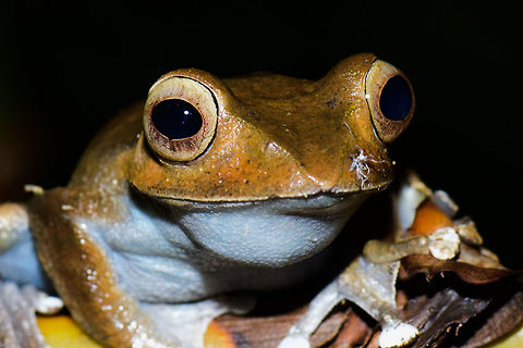 Fearless Tree Frog - closeup, Marojejy, Madagascar  Africa,Boophis madagascariensis,Madagascar,Madagascar North,Marojejy,World