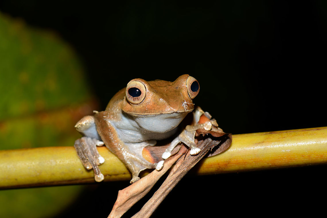 Fearless Tree Frog, Marojejy, Madagascar Sitting on a branch above a small stream. It was totally in trance, not responding at all to our movement. Even closer:<br />
<figure class="photo"><a href="https://www.jungledragon.com/image/36538/fearless_tree_frog_-_closeup_marojejy_madagascar.html" title="Fearless Tree Frog - closeup, Marojejy, Madagascar"><img src="https://s3.amazonaws.com/media.jungledragon.com/images/2/36538_thumb.jpg?AWSAccessKeyId=05GMT0V3GWVNE7GGM1R2&Expires=1763596810&Signature=UdLp03CynaJFaIUXiy9GqMXtTl0%3D" width="200" height="134" alt="Fearless Tree Frog - closeup, Marojejy, Madagascar  Africa,Boophis madagascariensis,Madagascar,Madagascar North,Marojejy,World" /></a></figure><br />
Species under investigation. Africa,Boophis madagascariensis,Geotagged,Madagascar,Madagascar North,Marojejy,Spring,World