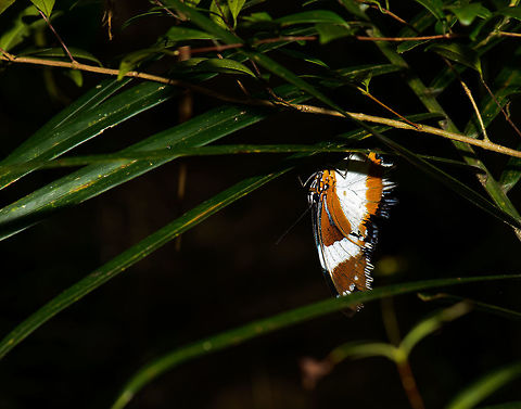 Sleeping butterfly hanging upside down, Marojejy, Madagascar Strangely, I had never seen butterflies sleep before, not in the wild at least. Found during a night tour in Marojejy, Madagascar. Africa,Geotagged,Hypolimnas dexithea,Madagascar,Madagascar North,Madagascar diadem,Marojejy,Spring,World
