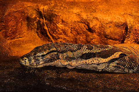 Komodo warrior at rest This Komodo Dragon is at ease in a reptile park in the Netherlands, preserving energy and heating up by the lamps. In the wild, these creatures are known for being the top predator on some Indonesian Islands, not to mention their prehistoric appearance. Moreover, their unusually cruel hunting strategy is unique in its kind. They attack cattle or other large prey by their venomous bite and then stalk the prey for weeks until it collapses. Often, they'll start eating whilst the prey is still alive. Komodo dragon,Oliemeulen,Reptiles,Varanus komodoensis