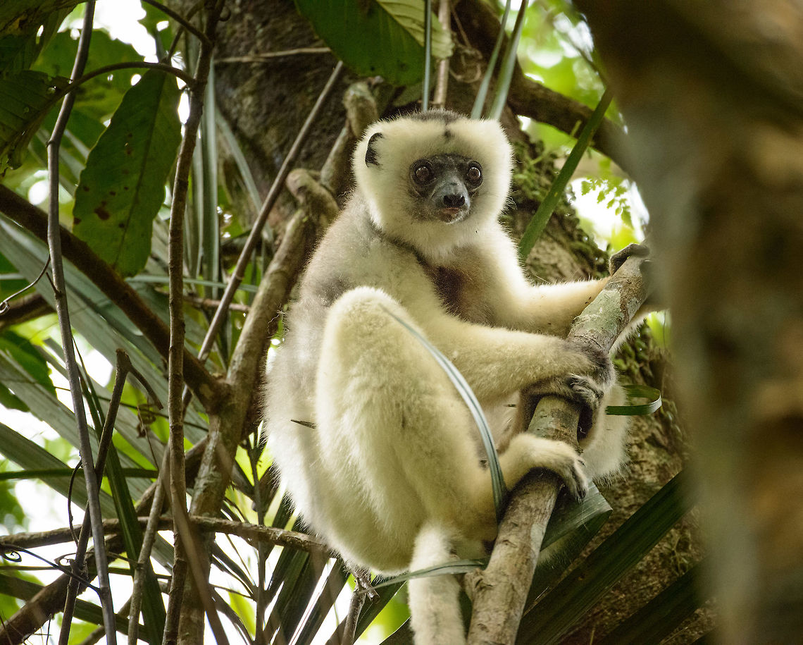 Meeting the white ghost of Marojejy, Madagascar The Silky Sifaka is one of the rarest mammals on earth, with an estimated 200-250 left, and still actively hunted. That in itself makes this a special experience for us, but it became extra special due to the events that led to it...<br />
<br />
The odds of seeing the Silky Sifaka are reportedly best in &quot;camp 2&quot; in Marojejy, hence we spend two nights there. Arriving late on the first night, we expected to spend the next day trying to find it. Our guide suggested he would do this instead, together with a group of trackers, leaving us to wait for them in camp 2 with hopefully the happy news. <br />
<br />
Camp 2 is beautiful as are the surroundings, so we were OK with this arrangement. Yet as the day progressed, I increasingly got worried with the lack of news. And as we saw the sun set, we knew the window of opportunity was over. The next day we were scheduled to leave the mountain at 6AM already, so this was it. No Silky Sifaka.<br />
<br />
Yet that night my girlfriend got ill, having heavy stomach cramps, which was worrying given that were way out of range of any facility. Luckily after some medicinal tea in the morning, she was slowly recovering. We decided to delay our departure from 6AM to 8AM.<br />
<br />
And just because of that change, at 6:30AM a local tracker came running at me mentioning &quot;Simpona! Simpona!&quot;. I had closed the book on the Silky Sifaka already and could not believe what was happening. I ran after this very fast man up the mountain for about 10 minutes, fighting exhaustion, until I came at this site, where a group was passing.<br />
<br />
The light wasn&#039;t great and I was still shaking from exhaustion and excitement, but here&#039;s a first photo, of a male (black chest). Several more to come throughout the week, all possible only because Henriette got sick, crazy odds. Africa,Madagascar,Madagascar North,Marojejy,Propithecus candidus,Silky sifaka,World