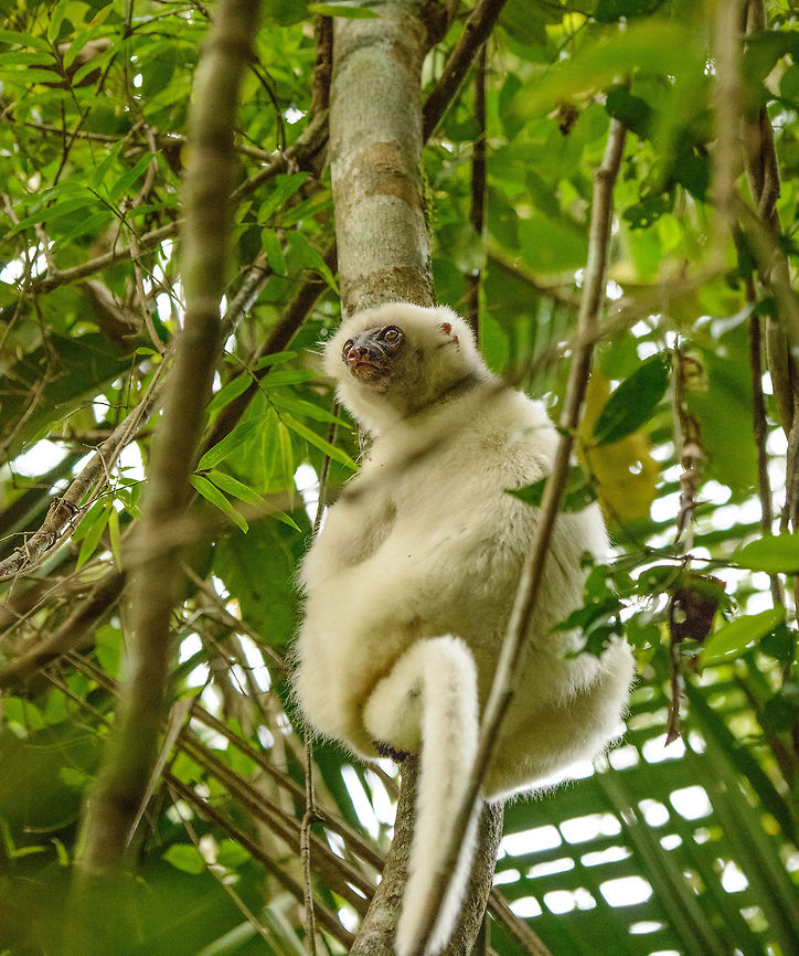 Closeup of a female Silky Sifaka in Marojejy, Madagascar The female can be recognized by lacking the black patches on the head and chest that the male has, they also seem slightly smaller, but not much. Africa,Geotagged,Madagascar,Madagascar North,Marojejy,Propithecus candidus,Silky sifaka,Spring,World
