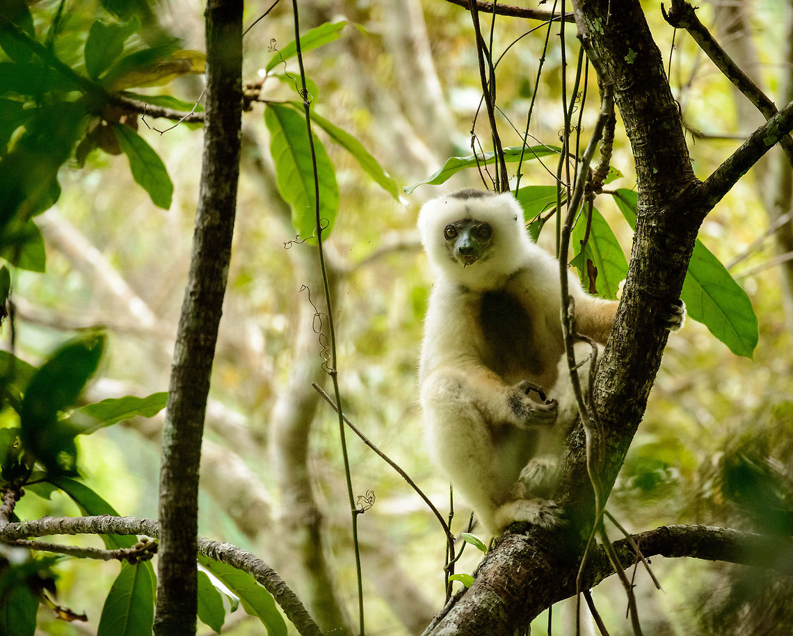 Male Silky Sifaka making eye contact, Marojejy, Madagascar  Africa,Geotagged,Madagascar,Madagascar North,Marojejy,Propithecus candidus,Silky sifaka,Spring,World