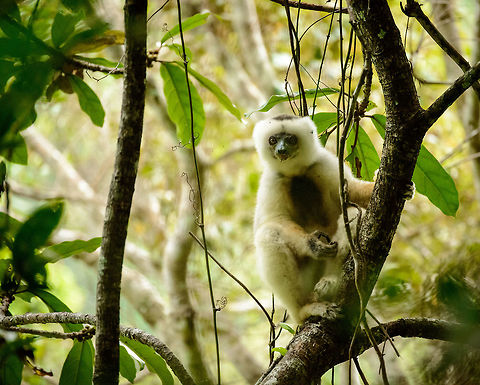 Male Silky Sifaka making eye contact, Marojejy, Madagascar  Africa,Geotagged,Madagascar,Madagascar North,Marojejy,Propithecus candidus,Silky sifaka,Spring,World