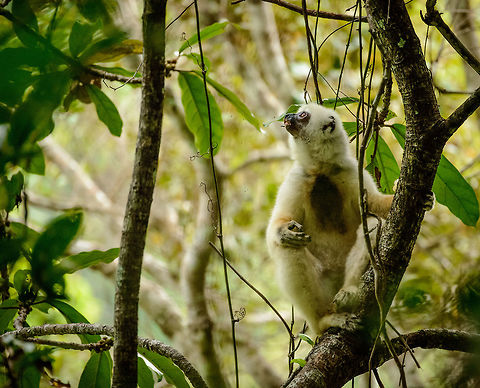 Male Silky Sifaka awaiting female, Marojejy, Madagascar These rare mammals travel in groups of varying sizes. This male was clearly waiting for the female to catch up with him. Africa,Madagascar,Madagascar North,Marojejy,Propithecus candidus,Silky sifaka,World