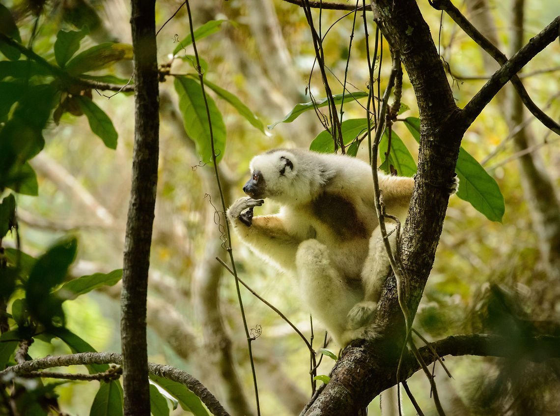 Male Silky Sifaka observing female, Marojejy, Madagascar  Africa,Geotagged,Madagascar,Madagascar North,Marojejy,Propithecus candidus,Silky sifaka,Spring,World