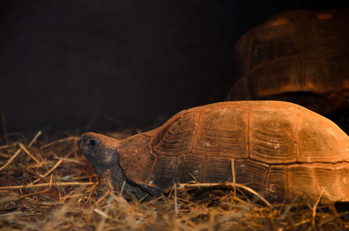 Elongated Tortoise (Indotestudo elongata)  Elongated Tortoise,Indotestudo elongata,Oliemeulen,Reptiles,Turtle