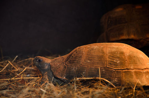 Elongated Tortoise (Indotestudo elongata)  Elongated Tortoise,Indotestudo elongata,Oliemeulen,Reptiles,Turtle
