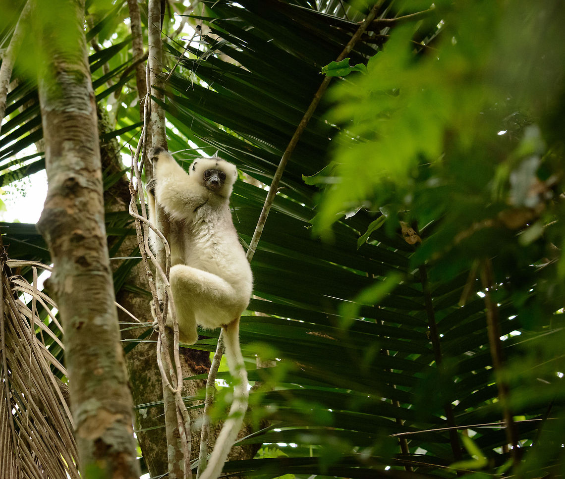 Male Silky Sifaka landed, Marojejy, Madagascar  Africa,Geotagged,Madagascar,Madagascar North,Marojejy,Propithecus candidus,Silky sifaka,Spring,World