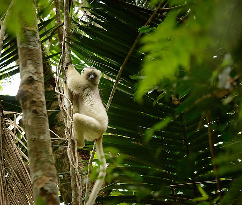 Male Silky Sifaka landed, Marojejy, Madagascar  Africa,Geotagged,Madagascar,Madagascar North,Marojejy,Propithecus candidus,Silky sifaka,Spring,World