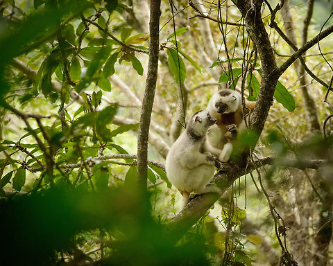 Silky Sifaka couple catching up on the latest gossip  Africa,Geotagged,Madagascar,Madagascar North,Marojejy,Propithecus candidus,Silky sifaka,Spring,World