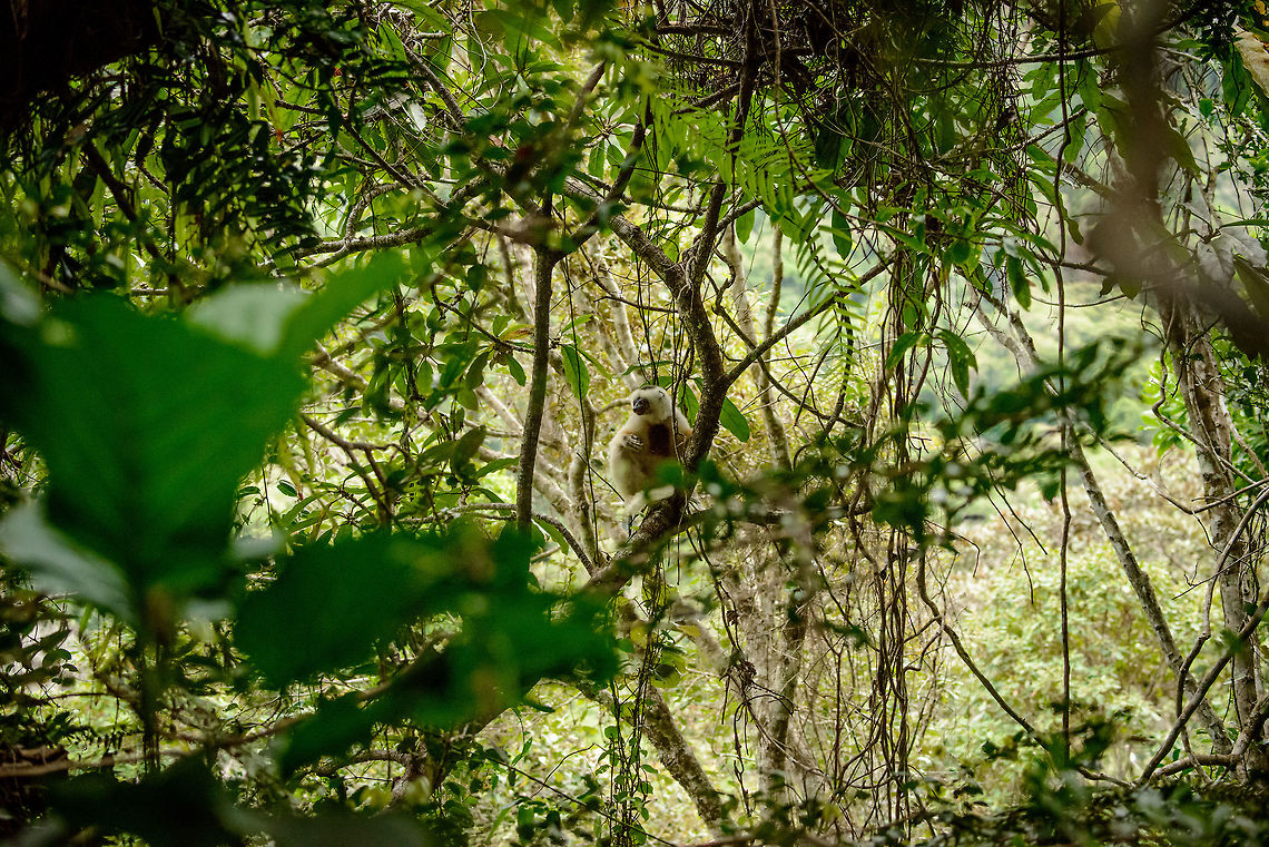 Male Silky Sifaka in habitat, Marojejy, Madagascar To give an idea of the situation: we were off-path on a very steep edge, holding on to trees to not slide down. We could only follow these wonderful areas roughly in the frame you see here, beyond that our own options would end into a steep cliff. Pretty dangerous for us, but not for these masters of trees, they simply call it &quot;home&quot;. Africa,Geotagged,Madagascar,Madagascar North,Marojejy,Propithecus candidus,Silky sifaka,Spring,World