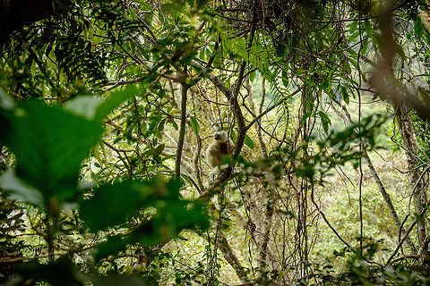 Male Silky Sifaka in habitat, Marojejy, Madagascar To give an idea of the situation: we were off-path on a very steep edge, holding on to trees to not slide down. We could only follow these wonderful areas roughly in the frame you see here, beyond that our own options would end into a steep cliff. Pretty dangerous for us, but not for these masters of trees, they simply call it "home". Africa,Geotagged,Madagascar,Madagascar North,Marojejy,Propithecus candidus,Silky sifaka,Spring,World