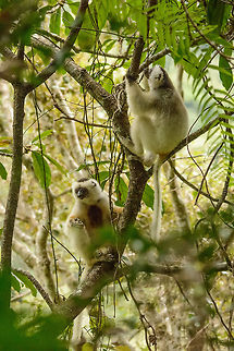 Silky Sifaka couple hanging out, Marojejy, Madagascar Doing the occasional feeding. They are plant eaters, feeding on dozens of different trees, so not very picky. Africa,Geotagged,Madagascar,Madagascar North,Marojejy,Propithecus candidus,Silky sifaka,Spring,World