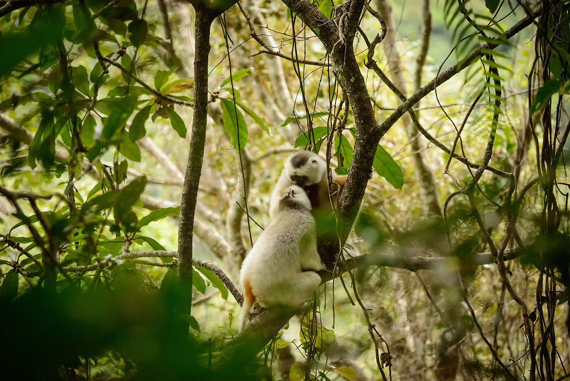 Silky Sifaka couple greeting each other, Marojejy, Madagascar Spotting these rare mammals was glorious, and in the 15 minutes or so that we observed them, this was the peak moment. The male had been waiting for a few minutes for the female to catch up. Here we see the female just arrived, immediately caressed and greeted by the male.<br />
<br />
At the same time it was a moment of deep shame. These creatures are completely harmless plant eaters living in a very remote habitat, and still us people manage to drive it into extinction. Just because some morons have arbitrarily decided that Rosewood is incredibly valuable, robbing this species of its shrinking habitat. Africa,Geotagged,Madagascar,Madagascar North,Marojejy,Propithecus candidus,Silky sifaka,Spring,World