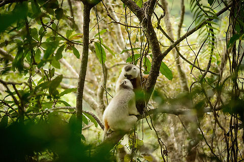 Silky Sifaka couple greeting each other, Marojejy, Madagascar Spotting these rare mammals was glorious, and in the 15 minutes or so that we observed them, this was the peak moment. The male had been waiting for a few minutes for the female to catch up. Here we see the female just arrived, immediately caressed and greeted by the male.

At the same time it was a moment of deep shame. These creatures are completely harmless plant eaters living in a very remote habitat, and still us people manage to drive it into extinction. Just because some morons have arbitrarily decided that Rosewood is incredibly valuable, robbing this species of its shrinking habitat. Africa,Geotagged,Madagascar,Madagascar North,Marojejy,Propithecus candidus,Silky sifaka,Spring,World