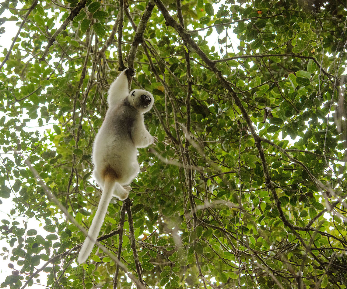 Bottom view of male Silky Sifaka swinging from tree to tree  Africa,Geotagged,Madagascar,Madagascar North,Marojejy,Propithecus candidus,Silky sifaka,Spring,World