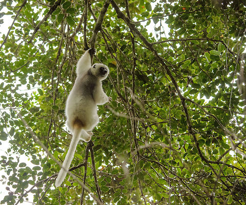 Bottom view of male Silky Sifaka swinging from tree to tree  Africa,Geotagged,Madagascar,Madagascar North,Marojejy,Propithecus candidus,Silky sifaka,Spring,World