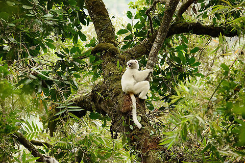 Female Silky Sifaka awaiting male, Marojejy, Madagascar Finally moving into some better light conditions, here we see the all-white female of the couple we observed. This is just before they moved outside of our range. Throughout the experience you can see them watching each other all the time, making them very social animals. Africa,Geotagged,Madagascar,Madagascar North,Marojejy,Propithecus candidus,Silky sifaka,Spring,World