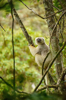 Male Silky Sifaka, Marojejy, Madagascar  Africa,Geotagged,Madagascar,Madagascar North,Marojejy,Propithecus candidus,Silky sifaka,Spring,World