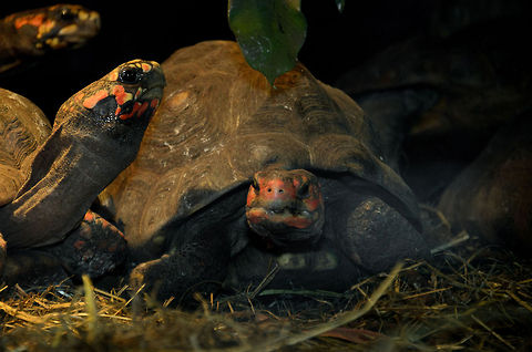 Red-footed tortoise family meeting Notice the teary eye of the tortoise on the left, appearantly this is a common attribute of this species. Chelonoidis carbonaria,Oliemeulen,Red-footed tortoise,Reptiles,Turtle