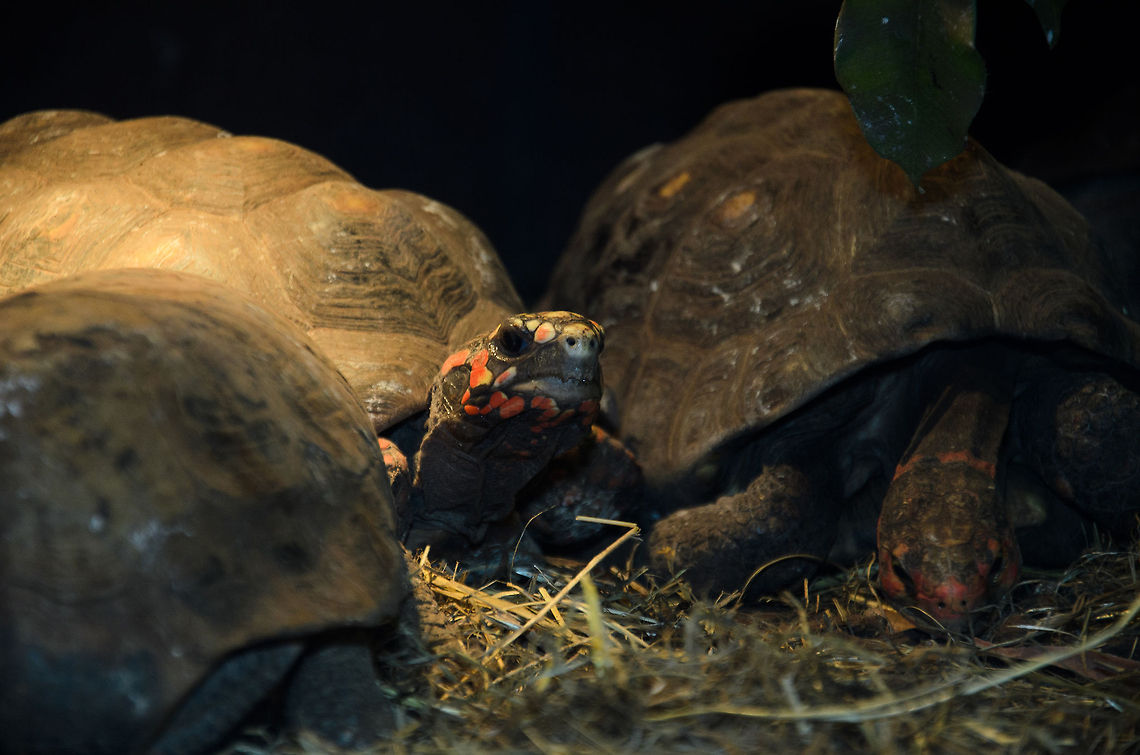 Red-footed tortoise (Chelonoidis carbonaria) A small grou of red-footed tortoises at the Oliemeulen reptile park, the Netherlands. Chelonoidis carbonaria,Oliemeulen,Red-footed tortoise,Reptiles,Turtle