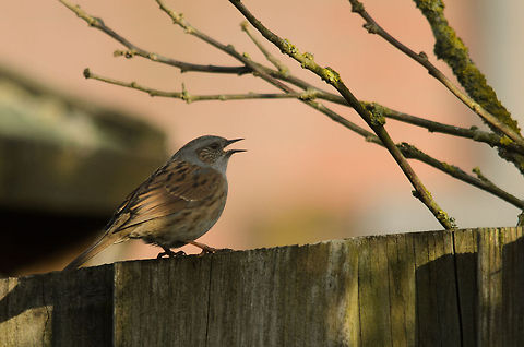 Singing Dunnock in garden What the Dunnock lacks in appearance (although I personally think it is gorgeous), it makes up in singing.  Birds,Dunnock,Garden,Prunella modularis
