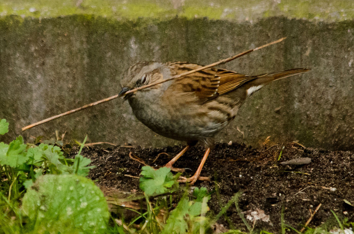 Dunnock working on nest during spring Spring is arriving and all the birds in the garden are competing for the best nest material. Birds,Dunnock,Garden,Prunella modularis