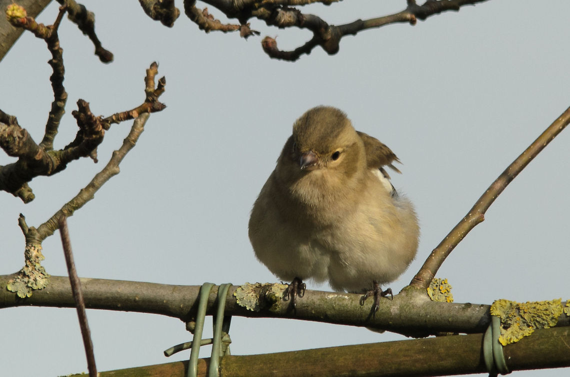 Fluffy McFatso This is not some baby chicken, its just a female Chaffinch in an odd pose. Birds,Chaffinch,Fringilla coelebs,Garden