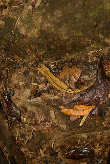 Marojejy Leaf Chameleon top view, Marojejy, Madagascar On our way down of Marojejy, we had about 11km of hiking to do, so we kept a good pace. Yet still we managed to find the creature that isn't supposed to be found: the super stealthy Marojejy Leaf Chameleon. Here is the top view from my angle (1.95m). And here's what you see belly down on the wet floor:
http://www.jungledragon.com/image/36701/marojejy_leaf_chameleon_sideview_marojejy_madagascar.html
These locally endemic species place a high trust in their own stealth ability. They live on the forest floor all of their lives and will not easily flee. It seems to assume it cannot be found :) Africa,Brookesia griveaudi,Madagascar,Madagascar North,Marojejy,Marojejy leaf chameleon,World
