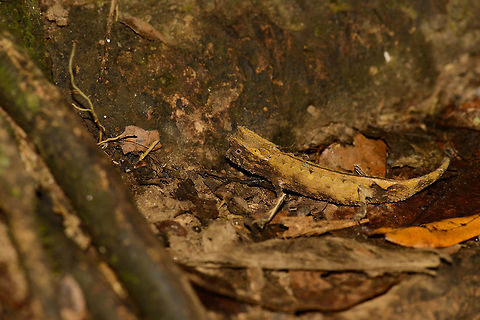 Marojejy Leaf Chameleon sideview, Marojejy, Madagascar  Africa,Brookesia griveaudi,Geotagged,Madagascar,Madagascar North,Marojejy,Marojejy leaf chameleon,Spring,World