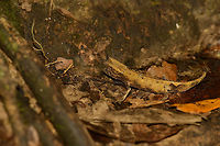 Marojejy Leaf Chameleon sideview, Marojejy, Madagascar  Africa,Brookesia griveaudi,Geotagged,Madagascar,Madagascar North,Marojejy,Marojejy leaf chameleon,Spring,World