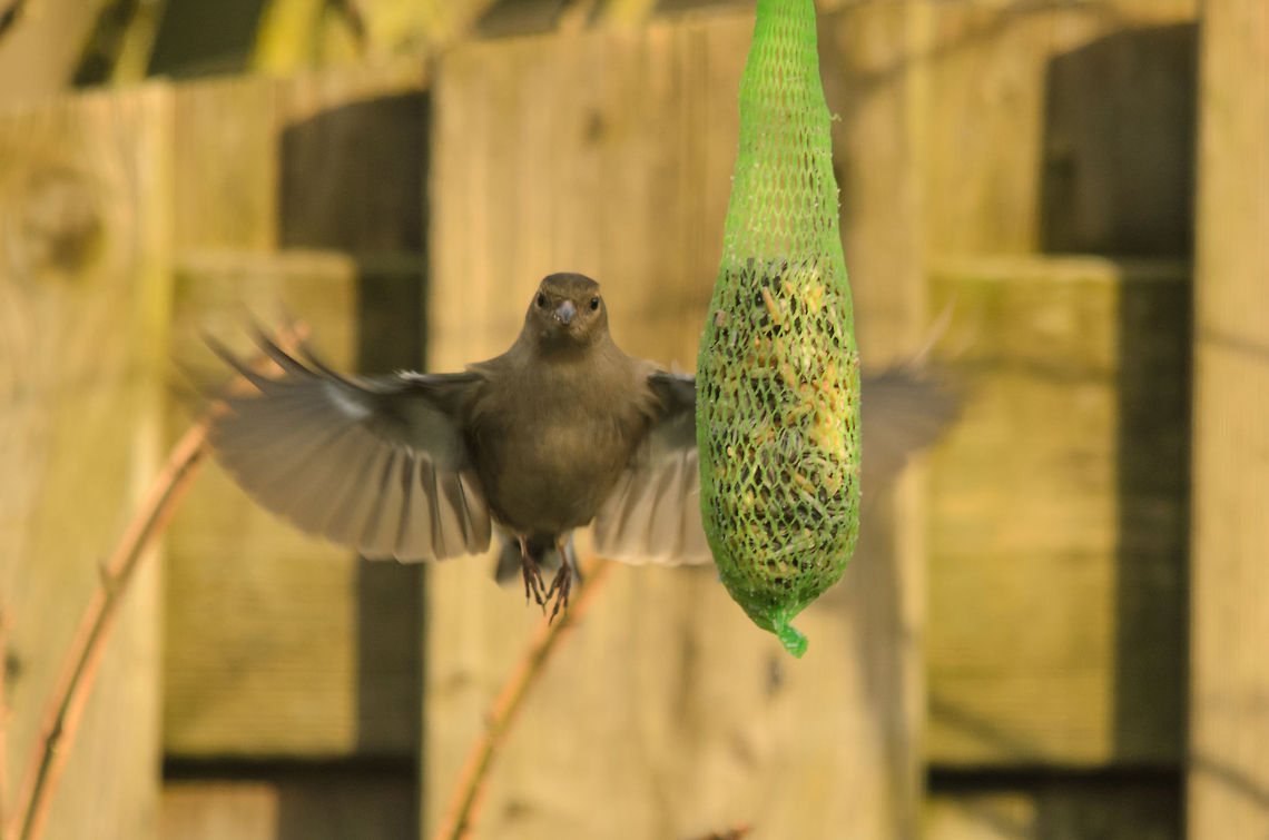 Chaffinch grace A female Chaffinch approaches the feeding spot with perfect control and grace. Birds,Chaffinch,Fringilla coelebs,Garden