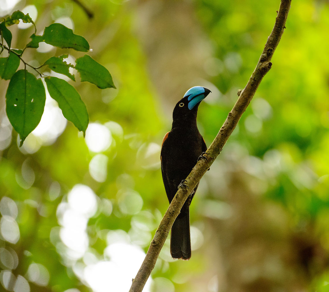Helmet Vanga in Marojejy, Madagascar On our descent of Marojejy mountain, we were fortunate to come across this iconic bird of Northern Madagascar. Even better, it was not alone, more photos soon. Africa,Euryceros prevostii,Helmet vanga,Madagascar,Madagascar North,Marojejy,World