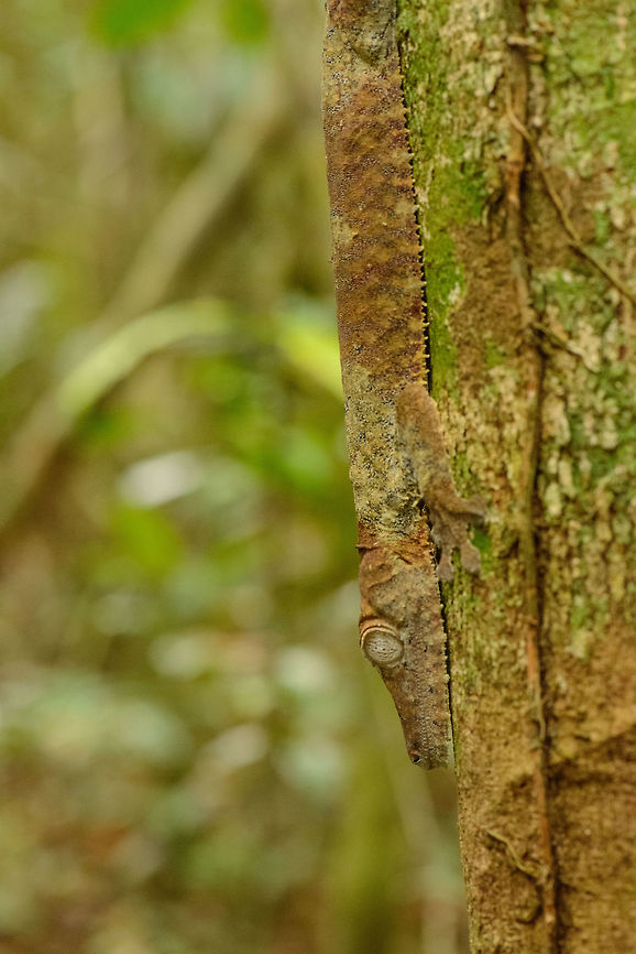 Giant Leaf-tailed gecko during daytime, Marojejy, Madagascar Found during our descent of Marojejy mountain, Madagascar. Africa,Giant Leaf-tailed Gecko,Madagascar,Madagascar North,Marojejy,Uroplatus giganteus,World