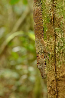 Giant leaf-tail gecko