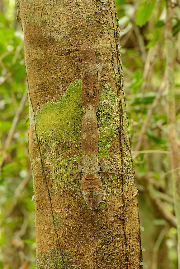 Giant Leaf-tailed gecko during daytime - front view, Marojejy, Madagascar Found on our way down from Marojejy Mountain, Madagascar. They always sleep like this during the day, facing down. Having seen a few of these now, you can see how they actually take on the color of the underlying tree, here's some examples:<br />
<a href="http://www.jungledragon.com/specie/1683/photos" rel="nofollow">http://www.jungledragon.com/specie/1683/photos</a><br />
<br />
Based on their color, you can also get a clue on how long they have been there. The one in this photo has been there for hours, yet in the following example the color of the tree is similar yet the gecko still stands out:<br />
<figure class="photo"><a href="https://www.jungledragon.com/image/33705/giant_leaf-tailed_gecko_-_side_view_nosy_mangabe_madagascar.html" title="Giant Leaf-tailed gecko  - side view, Nosy Mangabe, Madagascar"><img src="https://s3.amazonaws.com/media.jungledragon.com/images/2/33705_thumb.jpg?AWSAccessKeyId=05GMT0V3GWVNE7GGM1R2&Expires=1770854410&Signature=r%2FVJQEmFwvM1n%2FMsBbruAoyilp0%3D" width="102" height="152" alt="Giant Leaf-tailed gecko  - side view, Nosy Mangabe, Madagascar "Uroplatus" is a magical word in Madagascar that gets everybody's attention. It means one of Madagascar's iconic reptiles have been spotted. Usually you are not told where exactly it is, leaving you to find it. We failed this time, and our guide pointed out where it is. Closeup:<br />
http://www.jungledragon.com/image/33703/giant_leaf-tailed_gecko_-closeup_nosy_mangabe_madagascar.html<br />
<br />
This one was found during a day walk. Being a nocturnal reptile, it will sleep like this during the day, always facing down. Its color depends on the tree it is on, and how long it has been on it. This one has probably not been on this tree very long yet.  Africa,Giant Leaf-tailed Gecko,Madagascar,Madagascar North,Nosy Mangabe,Uroplatus fimbriatus,World" /></a></figure> Africa,Giant Leaf-tailed Gecko,Madagascar,Madagascar North,Marojejy,Uroplatus fimbriatus,World