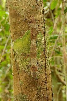 Giant Leaf-tailed gecko during daytime - front view, Marojejy, Madagascar Found on our way down from Marojejy Mountain, Madagascar. They always sleep like this during the day, facing down. Having seen a few of these now, you can see how they actually take on the color of the underlying tree, here's some examples:
http://www.jungledragon.com/specie/1683/photos

Based on their color, you can also get a clue on how long they have been there. The one in this photo has been there for hours, yet in the following example the color of the tree is similar yet the gecko still stands out:
http://www.jungledragon.com/image/33705/giant_leaf-tailed_gecko_-_side_view_nosy_mangabe_madagascar.html Africa,Giant Leaf-tailed Gecko,Madagascar,Madagascar North,Marojejy,Uroplatus fimbriatus,World