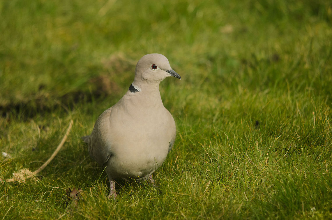 Eurasian collared dove in garden Easy to recognize by its pure feathers, green collar and deep red eyes. Birds,Dove,Eurasian Collared Dove,Garden,Pigeons,Streptopelia decaocto