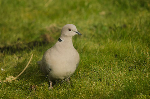 Eurasian collared dove in garden Easy to recognize by its pure feathers, green collar and deep red eyes. Birds,Dove,Eurasian Collared Dove,Garden,Pigeons,Streptopelia decaocto