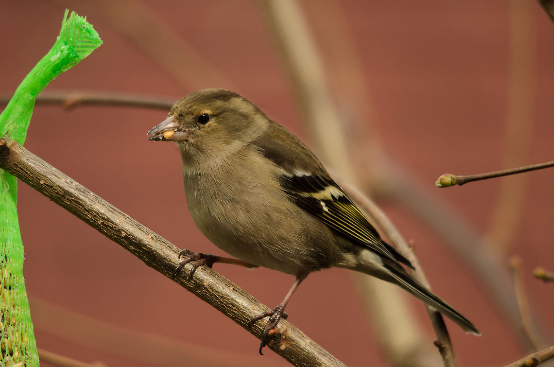 Female chaffinch closeup Oops, yeah, hickup, I, ..., I ate to much..<br />
 Birds,Chaffinch,Fringilla coelebs,Garden