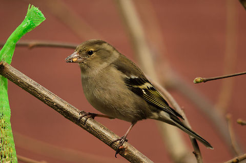Female chaffinch closeup Oops, yeah, hickup, I, ..., I ate to much..
 Birds,Chaffinch,Fringilla coelebs,Garden