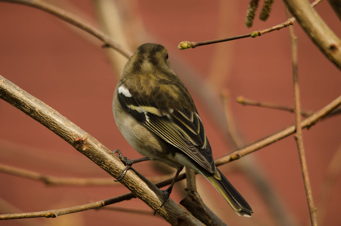 Female Chaffinch tail feather Detailed look at the back and tail feathers of a Chaffinch. Check it out in HD. Birds,Chaffinch,Fringilla coelebs,Garden