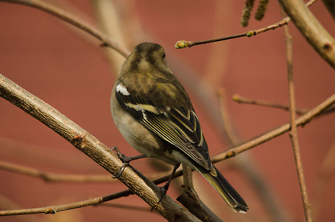 Female Chaffinch tail feather Detailed look at the back and tail feathers of a Chaffinch. Check it out in HD. Birds,Chaffinch,Fringilla coelebs,Garden