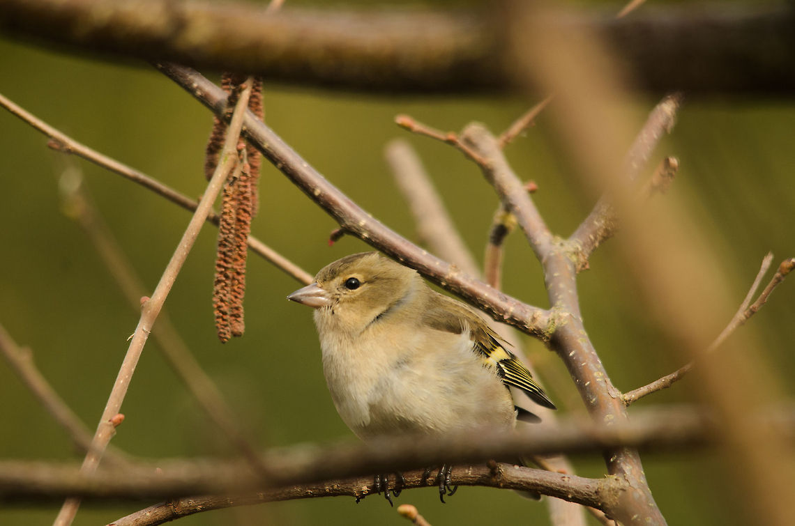 Female Chaffinch awaiting male  Birds,Chaffinch,Fringilla coelebs,Garden