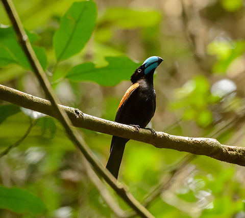 Helmet Vanga portrait in Marojejy, Madagascar  Africa,Euryceros prevostii,Helmet vanga,Madagascar,Madagascar North,Marojejy,World