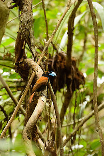 Helmet Vanga nest building, Marojejy, Madagascar You don't actually see her building the nest in this photo, yet the bill is still a bit dirty from the clay it had just delivered. Africa,Euryceros prevostii,Helmet vanga,Madagascar,Madagascar North,Marojejy,World