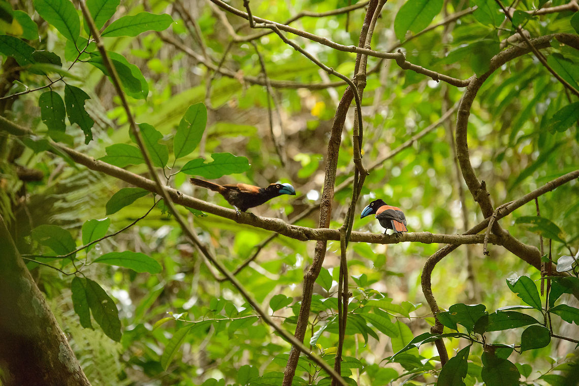 Helmet Vanga couple, Marojejy, Madagascar Nature always rewards when you try the least. We were just trying to get down the Marojejy mountain, when we came across this Helmet Vanga couple. I'm quite happy with it, can't find a single photo online of two in the same frame. Africa,Euryceros prevostii,Helmet vanga,Madagascar,Madagascar North,Marojejy,World