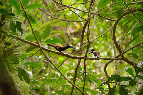 Helmet Vanga couple, Marojejy, Madagascar Nature always rewards when you try the least. We were just trying to get down the Marojejy mountain, when we came across this Helmet Vanga couple. I'm quite happy with it, can't find a single photo online of two in the same frame. Africa,Euryceros prevostii,Helmet vanga,Madagascar,Madagascar North,Marojejy,World
