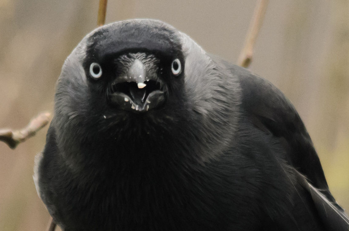 Jackdaw closeup 10 times larger than most other birds in my garden. Always living in pairs, for life. Birds,Coloeus monedula,Garden,Western Jackdaw
